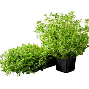 Röd spetskål | Välkommen till Grönsaksmästarna!